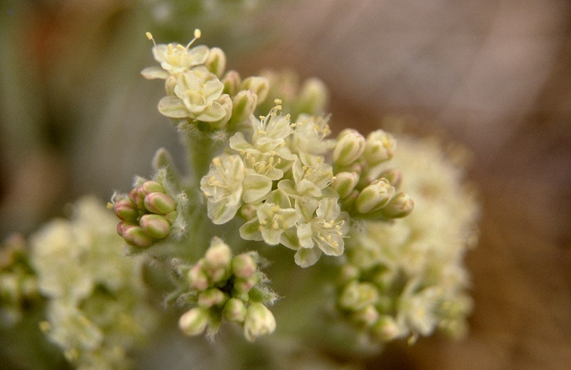 Image of granite buckwheat