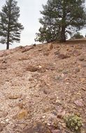 Image of granite buckwheat