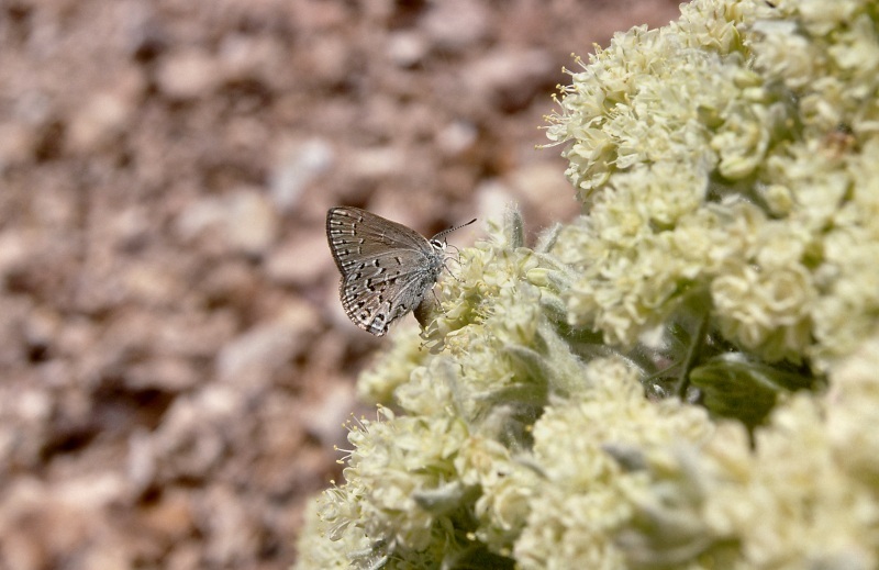 Image of granite buckwheat