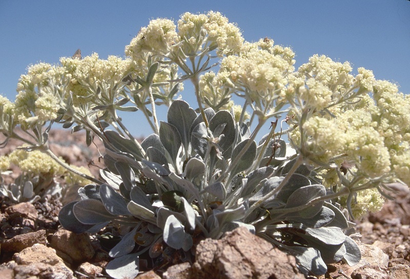 Image of granite buckwheat