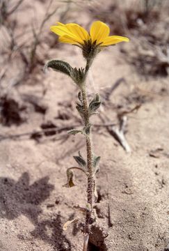 Image de Helianthus deserticola Heiser