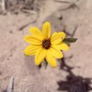 Sivun Helianthus deserticola Heiser kuva