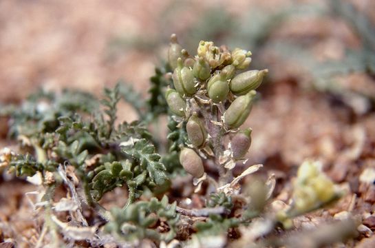 Image of Lake Tahoe yellowcress