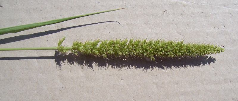 Image of bristly foxtail