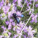 Xylocopa violacea (Linnaeus 1758) resmi