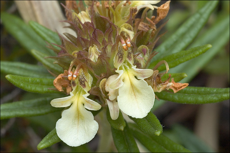 Teucrium montanum (rights holder: 2006 Dr. Amadej Trnkoczy)