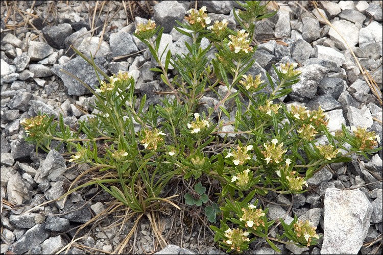 Image of mountain germander