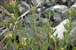 Image of mountain germander