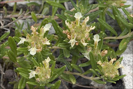 Image of mountain germander