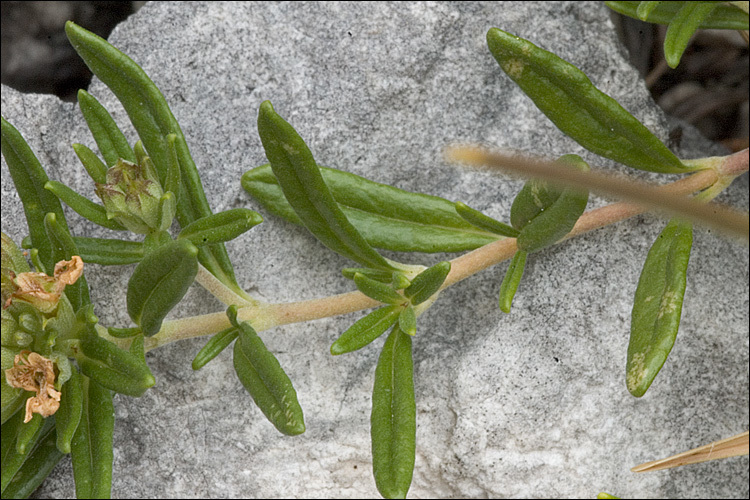 Image of mountain germander