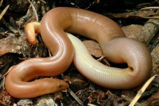 Image of Northern Rubber Boa