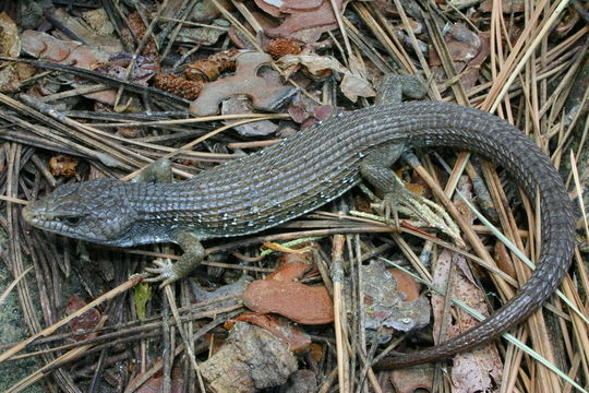 Image of northern alligator lizard