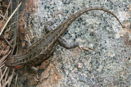 Image of Common Sagebrush Lizard