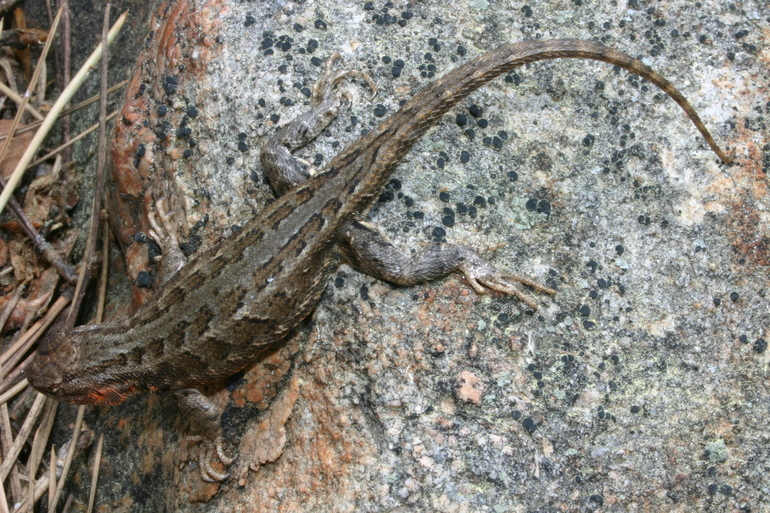 Image of Common Sagebrush Lizard