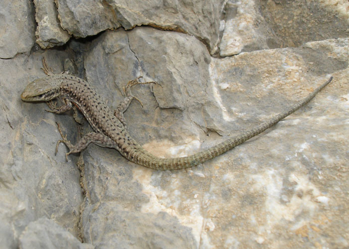 Image of Elburs Lizard