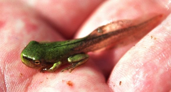 Image of Common tree frog