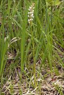 Image of Short spurred fragrant orchid