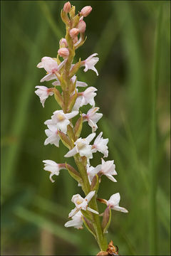 Image de Orchis odorant