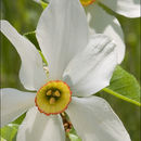 Image of Narcissus poeticus subsp. radiiflorus (Salisb.) Baker