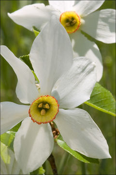 Image of pheasant's eye