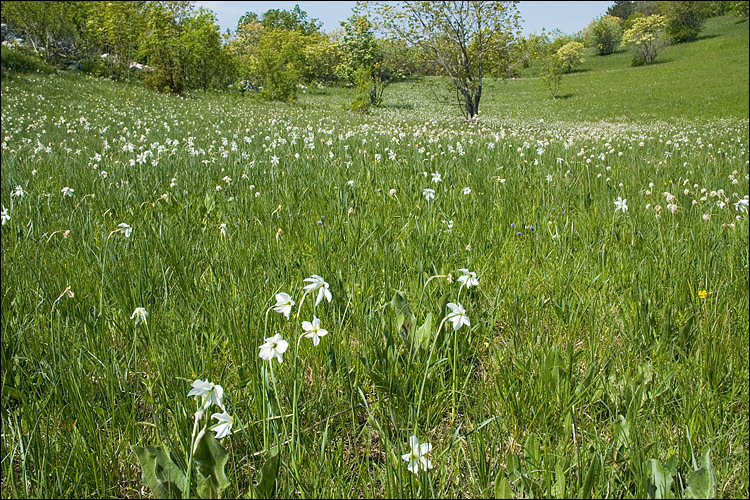 Imagem de Narcissus poeticus subsp. radiiflorus (Salisb.) Baker