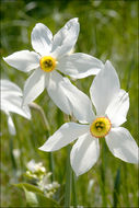 Слика од Narcissus poeticus subsp. radiiflorus (Salisb.) Baker