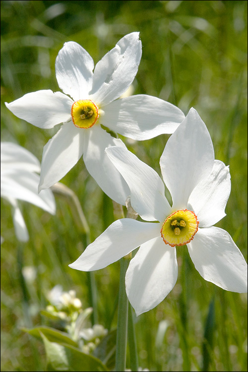 Narcissus poeticus subsp. radiiflorus (Salisb.) Baker的圖片