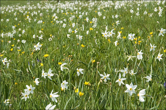 Imagem de Narcissus poeticus subsp. radiiflorus (Salisb.) Baker