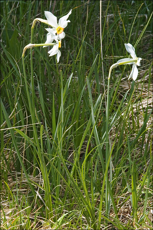 Imagem de Narcissus poeticus subsp. radiiflorus (Salisb.) Baker