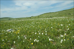 Imagem de Narcissus poeticus subsp. radiiflorus (Salisb.) Baker