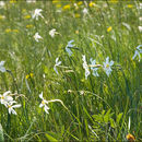 Narcissus poeticus subsp. radiiflorus (Salisb.) Baker的圖片