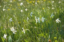 Imagem de Narcissus poeticus subsp. radiiflorus (Salisb.) Baker