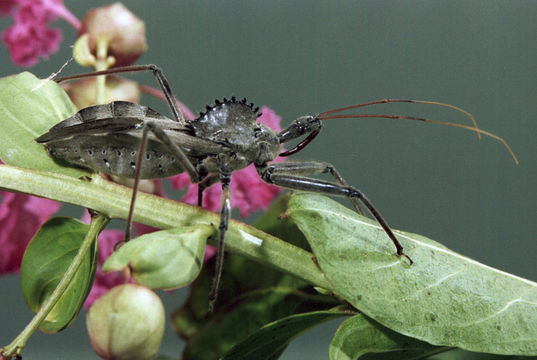 Image of Wheel Bug