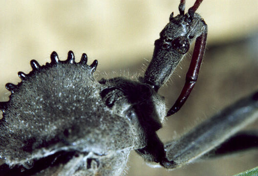 Image of Wheel Bug