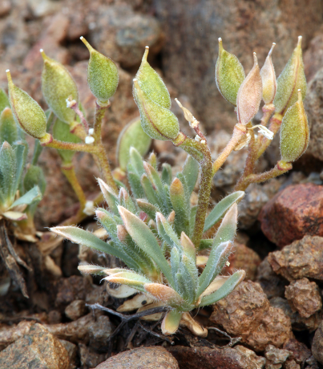 Plancia ëd Cusickiella douglasii (A. Gray) Rollins