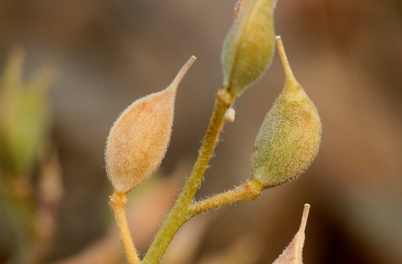 Sivun Cusickiella douglasii (A. Gray) Rollins kuva