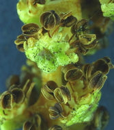 Image of California alder