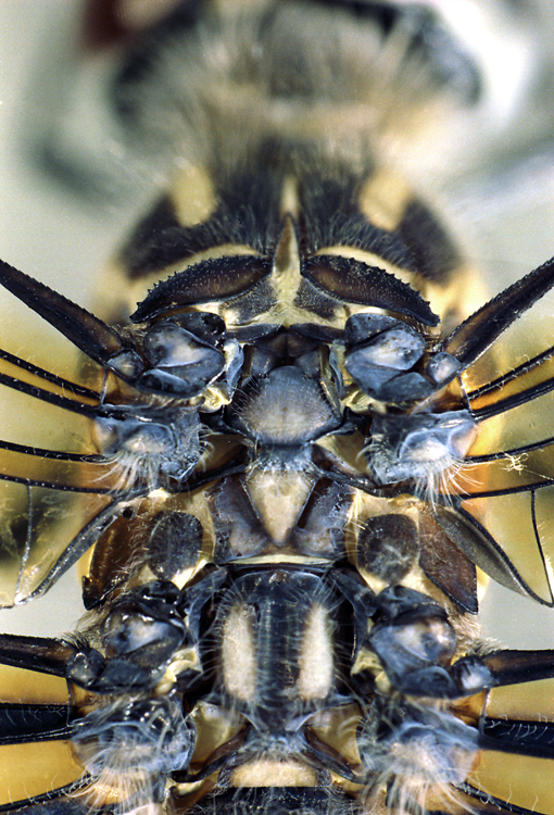 Image of Blue Dasher