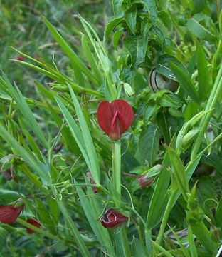 Image of red pea