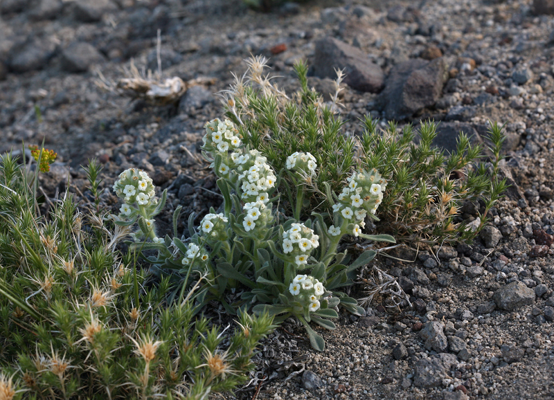 Слика од <i>Cryptantha humilis</i>