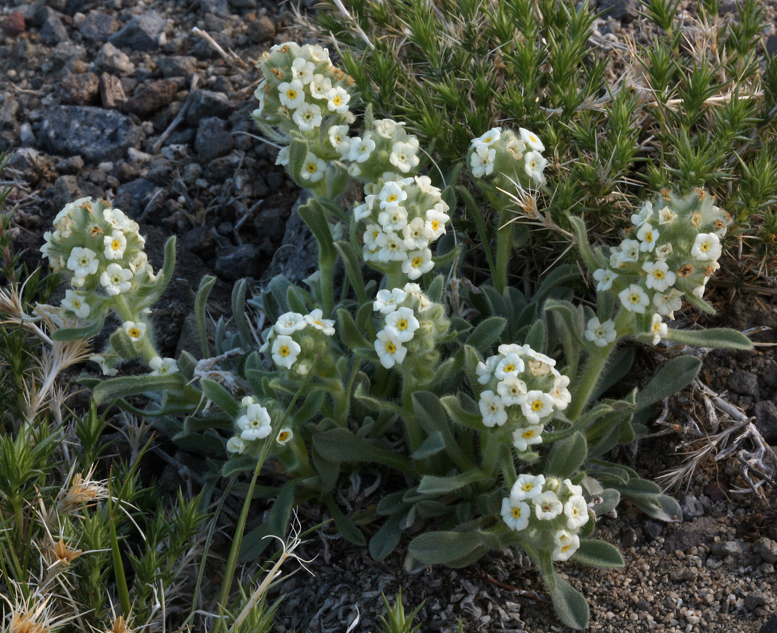 Слика од <i>Cryptantha humilis</i>