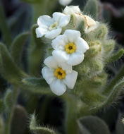 Слика од <i>Cryptantha humilis</i>