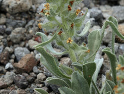 Слика од <i>Cryptantha humilis</i>