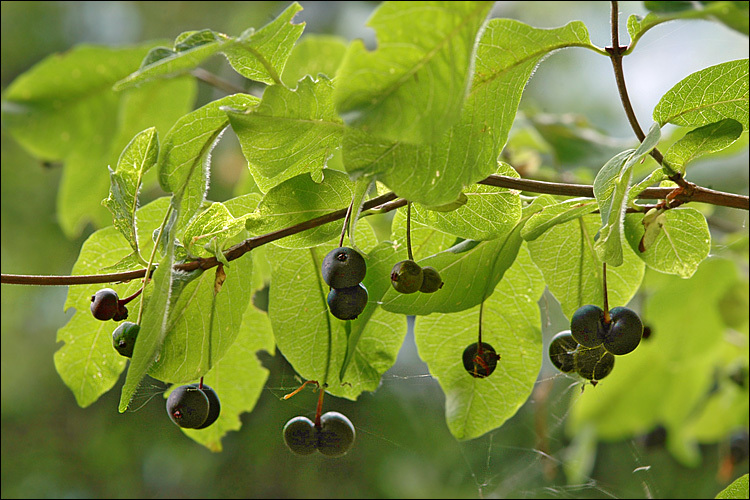 Lonicera nigra L. resmi