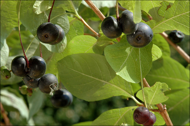 Lonicera nigra L. resmi