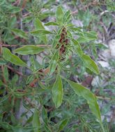 Amaranthus blitoides S. Wats. resmi