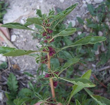 Imagem de Amaranthus blitoides S. Wats.