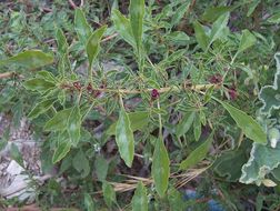 Amaranthus blitoides S. Wats. resmi