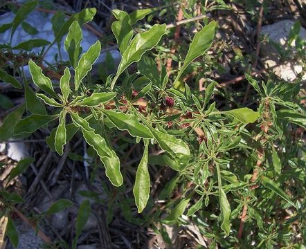 Imagem de Amaranthus blitoides S. Wats.