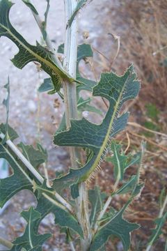 Image of prickly lettuce